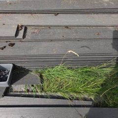 Composite Decking