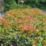 Red Robin Reliable Hedging Image 2