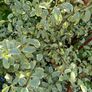 Massive tropical plant bundle Image 3