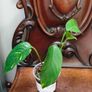 No.2 Epipremnum Pinnatum yellow flame Image 2