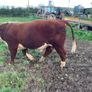 Hereford Bull Image 2