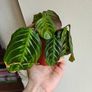 Rare Maranta Cat Mustache Image 5