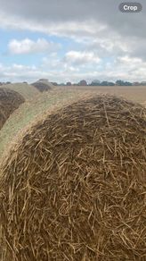 Wheat straw for bedding/feeding