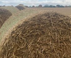 Wheat straw for bedding/feeding