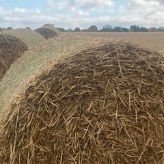 Wheat straw for bedding/feeding