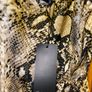 Brand new Nasty Gal long snakeskin dress Image 3