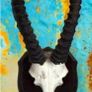 Vintage Taxidermy Springbok Antelope Horns & Skull Image 2