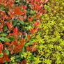 Red Robin Hedging Plants Image 8