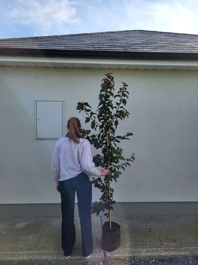 trees for sale