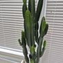 Euphorbia ingens / eritrea (Candelabra Tree / Cowboy Cactus) Heigh 5feet Image 2