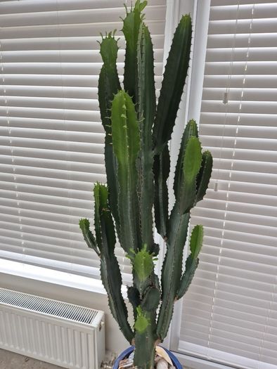Euphorbia ingens / eritrea (Candelabra Tree / Cowboy Cactus) Heigh 5feet