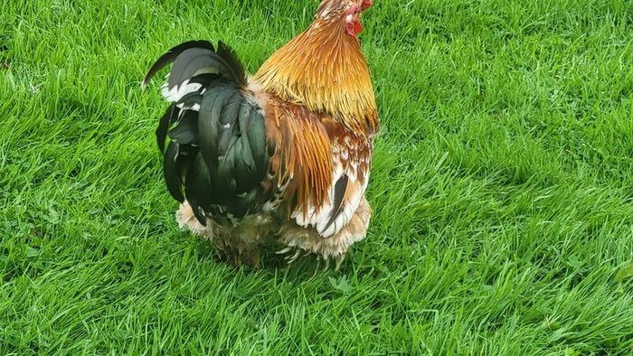Rooster frizzel feathered
