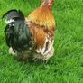 Rooster frizzel feathered Image 4