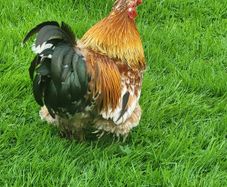 Rooster bantam, feathered feet