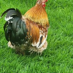 Rooster bantam, feathered feet