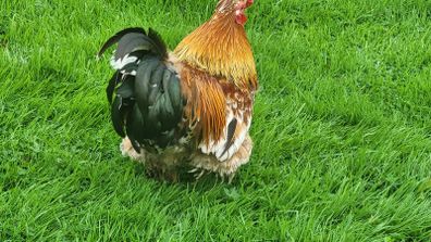 Rooster bantam, feathered feet