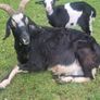 Large selection of hens/ducks/goats/llama & pigs Image 10