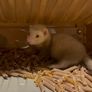 ferret Image 3