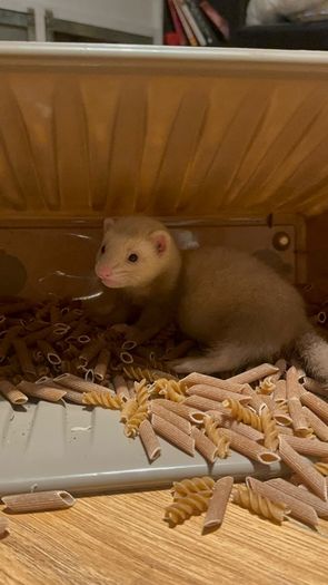 ferret