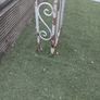 garden arch Image 3