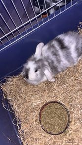 Holland lop bunny + cage