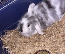 Holland lop bunny + cage