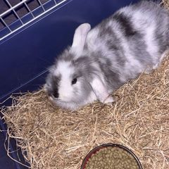Holland lop bunny + cage