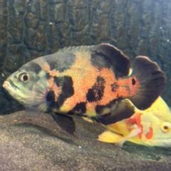 2 Oscar Cichlids