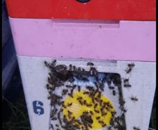 Nucs of Bees