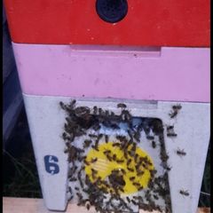 Nucs of Bees