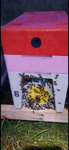 Nucs of Bees