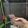 quail Image 8
