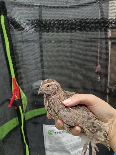 quail