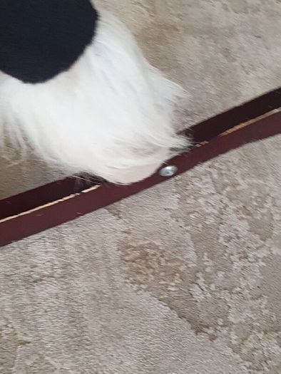 Rocking Horse
