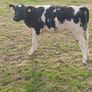 Beef Cattlr Image 6