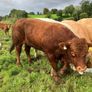 Cattle Image 4