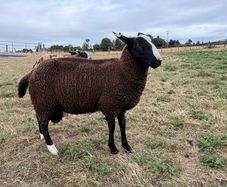 Zwartble Ram Lambs
