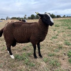 Zwartble Ram Lambs