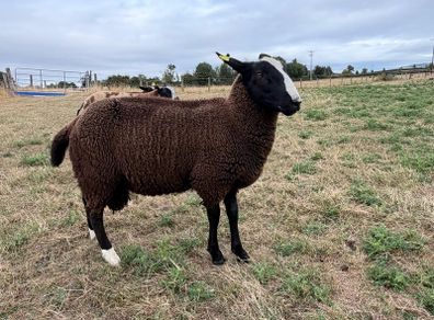 Zwartble Ram Lambs