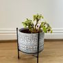Peperomia Plant with Decorative Pot and Stand Image 2
