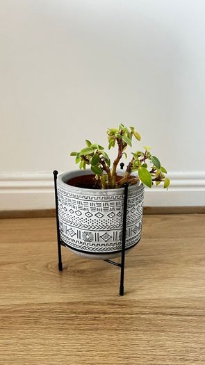 Peperomia Plant with Decorative Pot and Stand