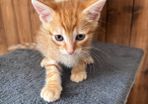 kitten