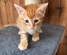 kitten