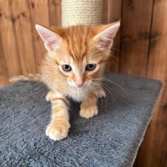 kitten