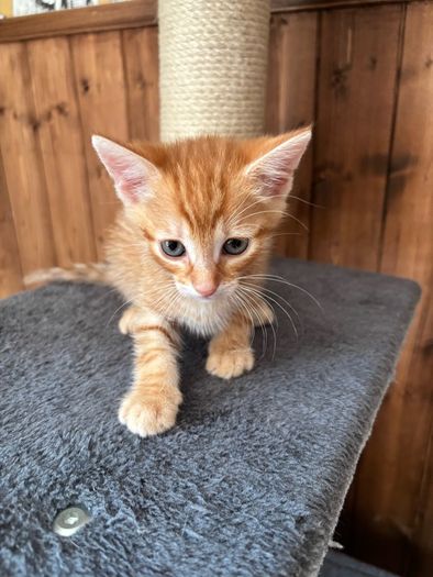 kitten