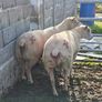 Charlaois rams Image 4