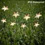 29Ft/9M 60 LED Solar Star String Lights Warm White Solar Powered Fairy Lights Outdoor 8 Modes Waterproof Festival Lighting for Garden Patio Yard (FREE SHIPPING) Image 3