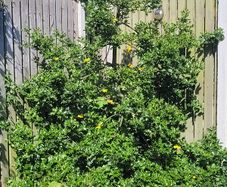 Holly tree