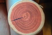 Round Flat Cushion. Looks Like A Piece Of Timber (new).