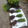 Box Hedging Image 7